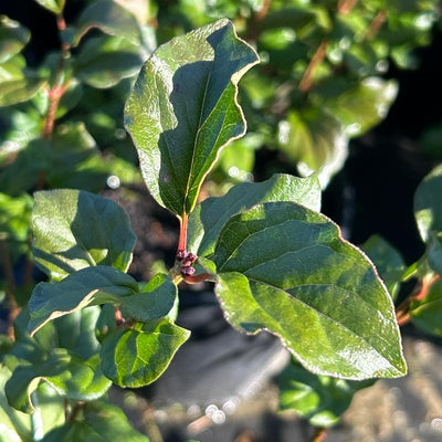 Syringa ‘Red Pixie’ ~ Red Pixie Lilac