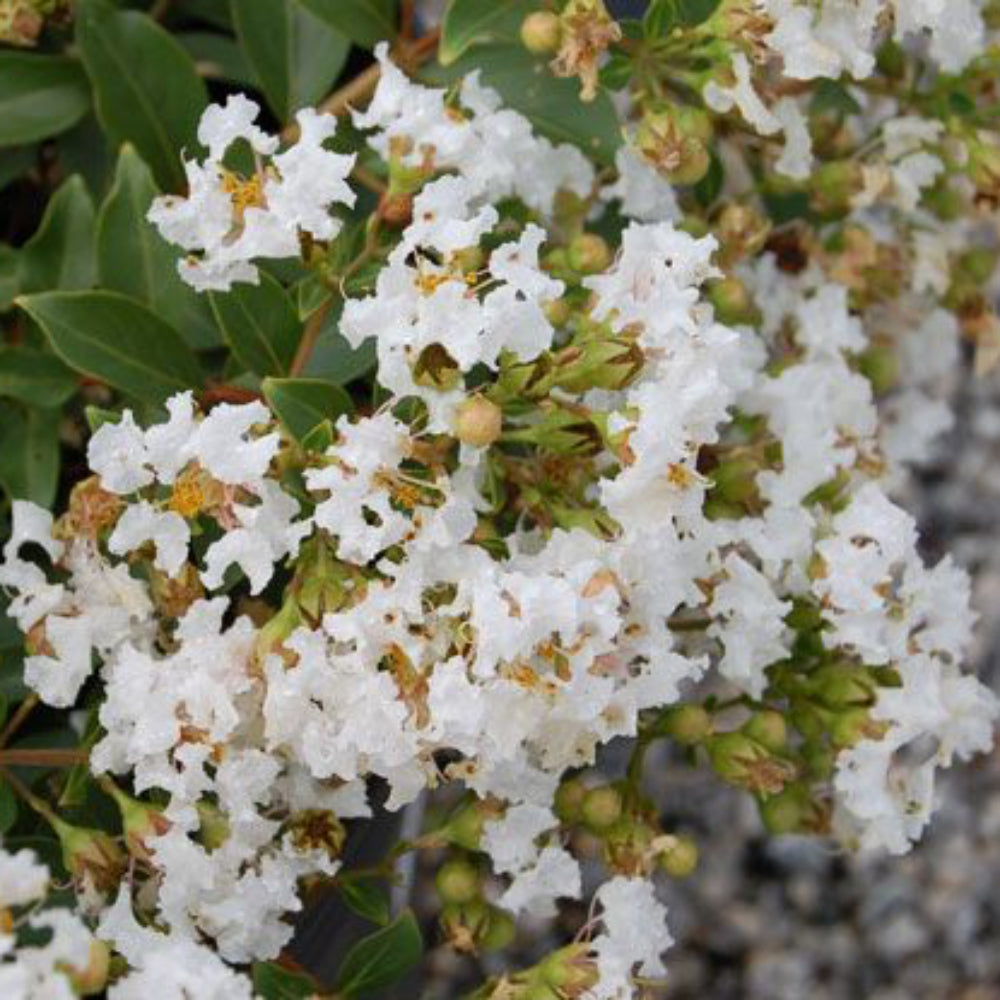 White flowers with green leaves on a blurred background