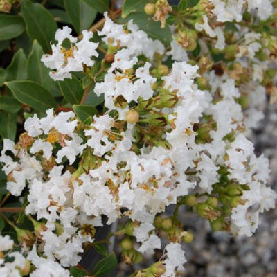 White flowers with green leaves on a blurred background