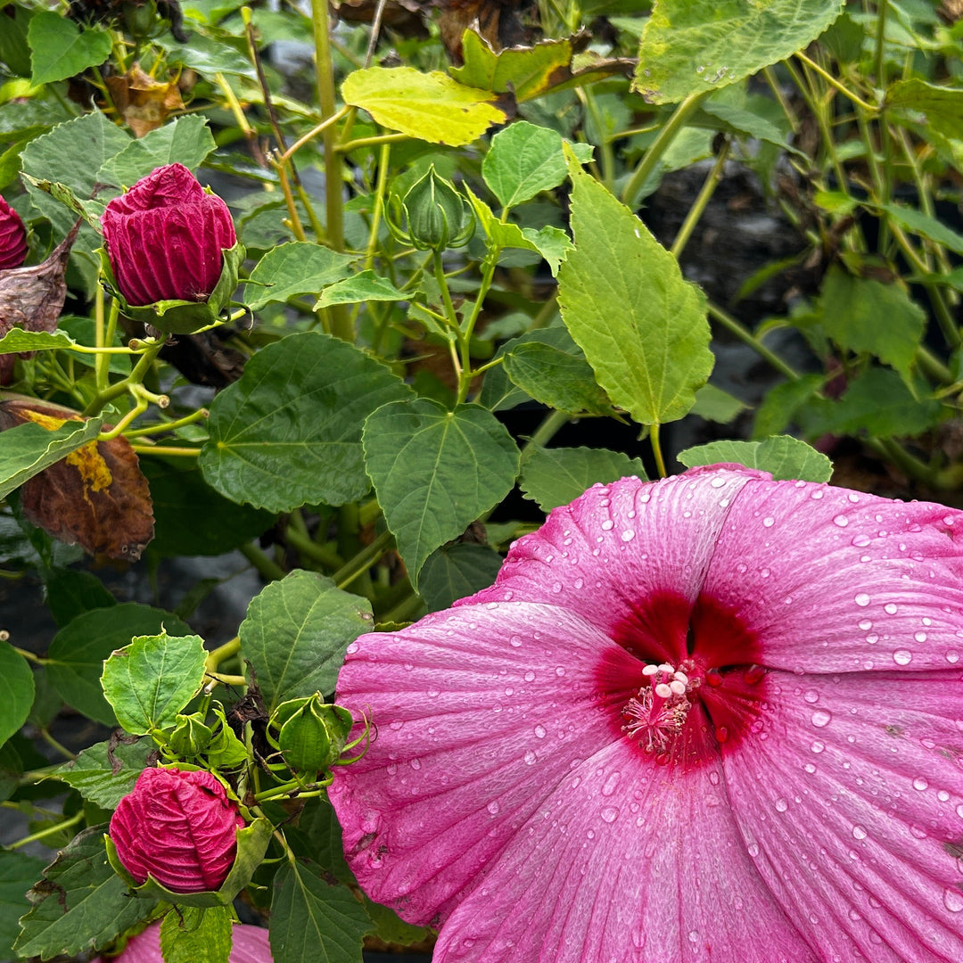 Hibiscus Luna™ Rose