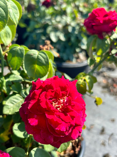 Echo® Brindabella™ Crimson Knight Rose