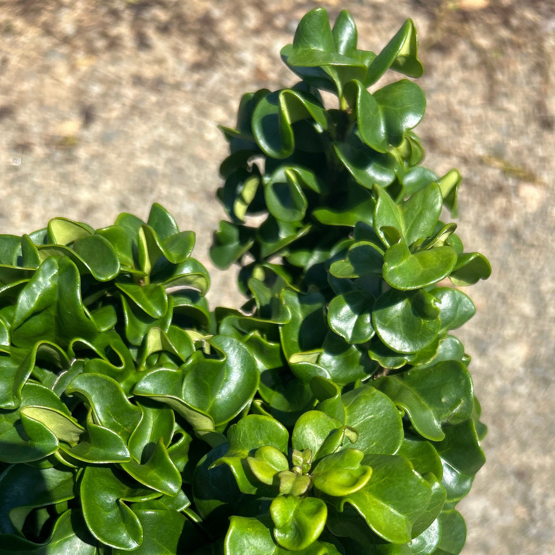 Ligustrum Coriaceum