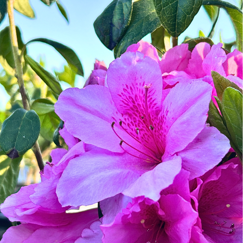 Rhododendron ‘Pink Ruffle’ ~ ‘Pink Ruffle’ Azalea