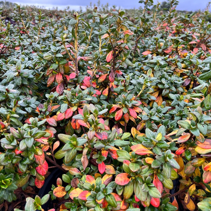 Azalea Encore® Autumn Lilac® | GoBuyPlants
