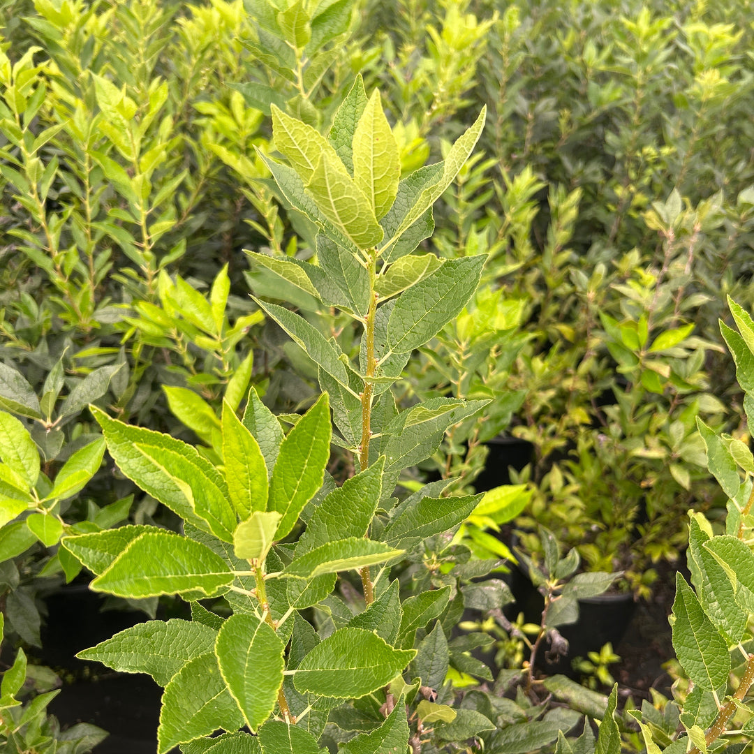 Ilex Winter Red