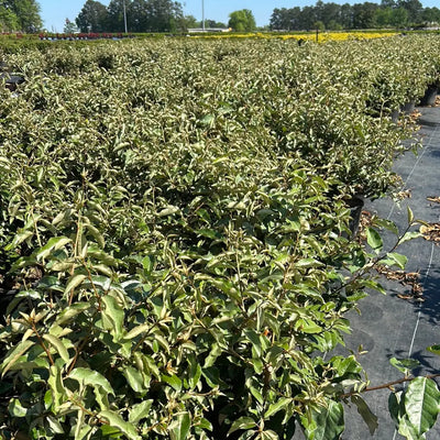 Elaeagnus Fruitlandii
