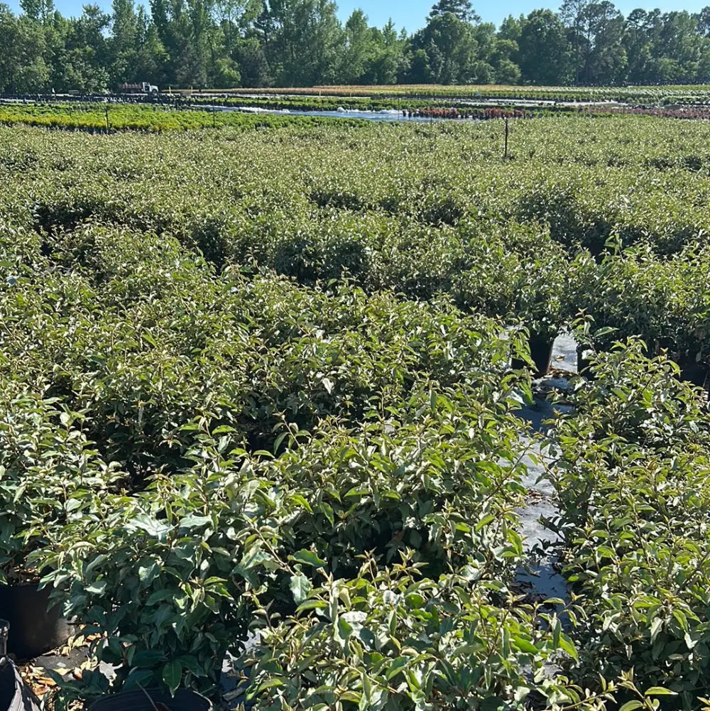 Elaeagnus Fruitlandii
