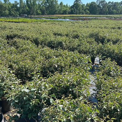Elaeagnus Fruitlandii