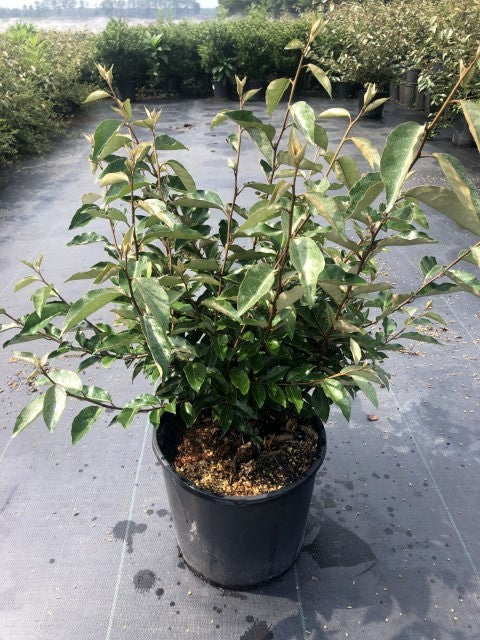 Elaeagnus pungens 'Fruitlandii' ~ Fruitlandii Elaeagnus – GoBuyPlants