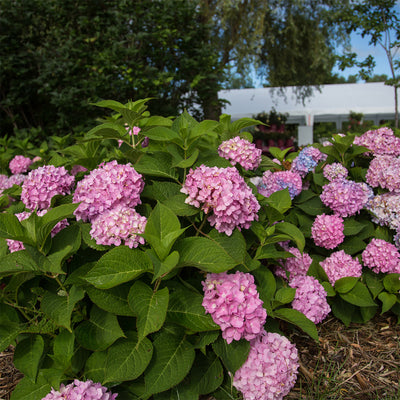 Hydrangea m. Endless Summer® - GoBuyPlants