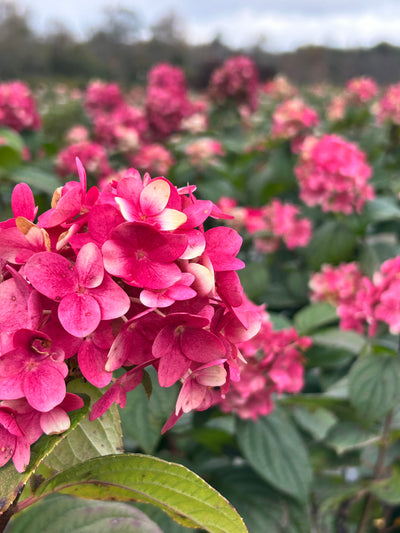 Fire Light® Hardy Hydrangea