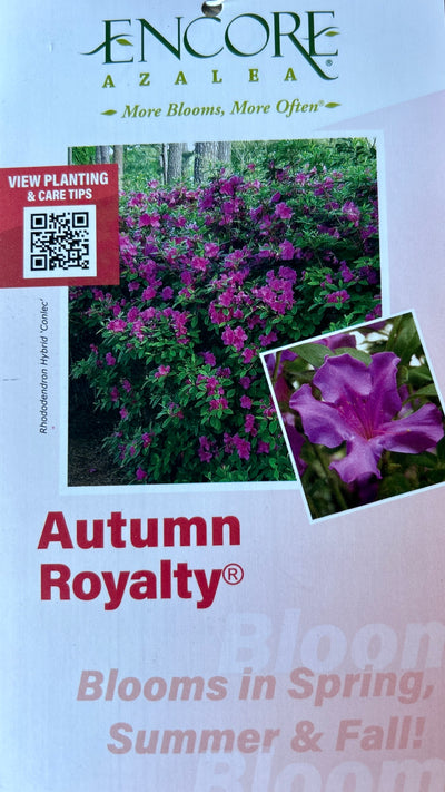 Rhododendron 'Conlec' ~ Encore® Autumn Royalty™ Azalea