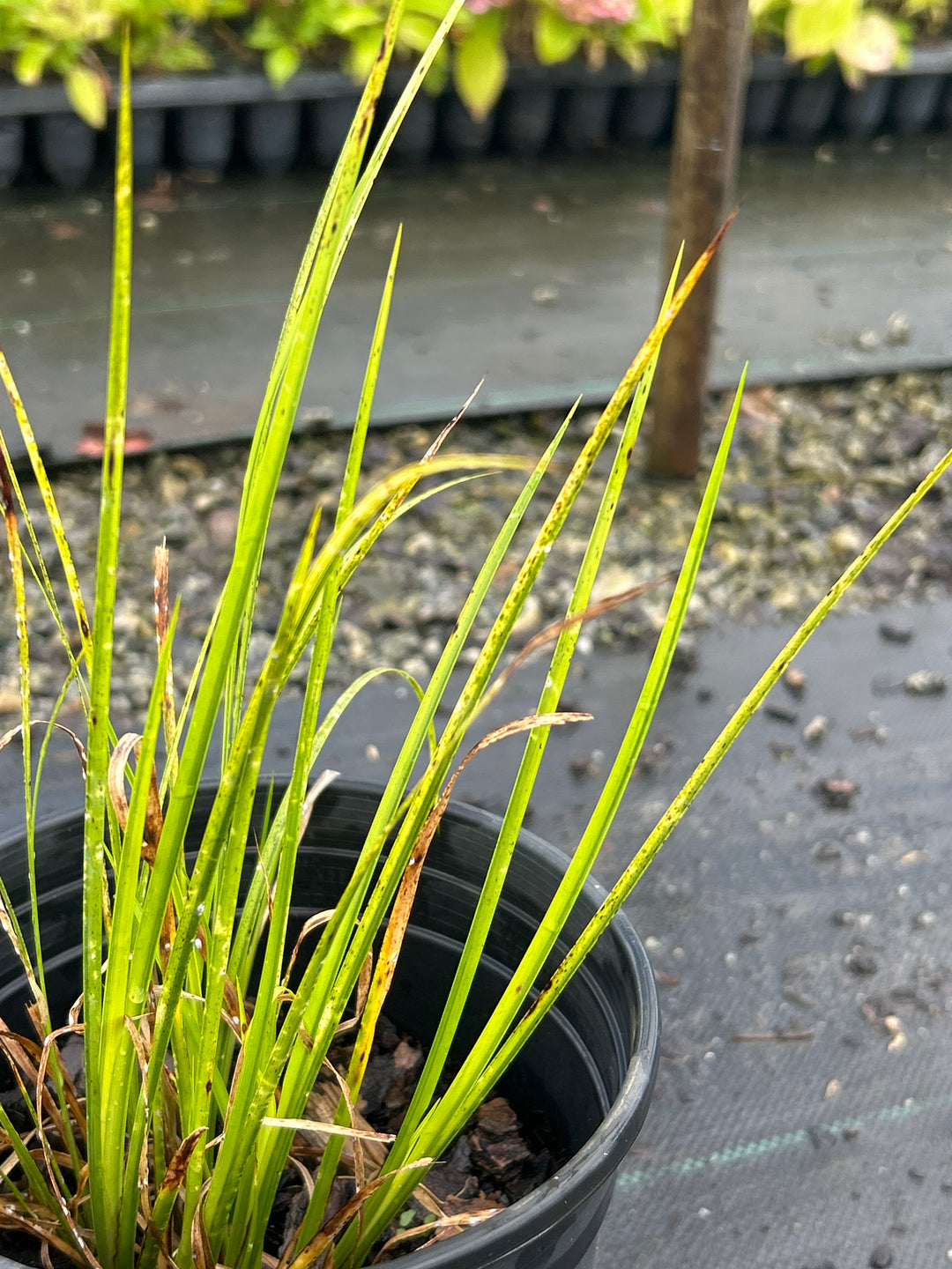 Acorus gramineus &