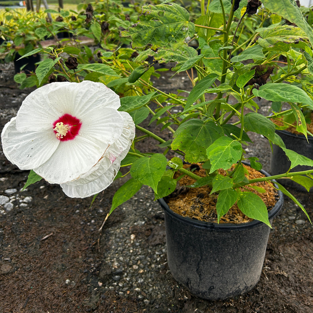 Hibiscus Luna White