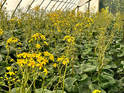 Giant Leopard Plant