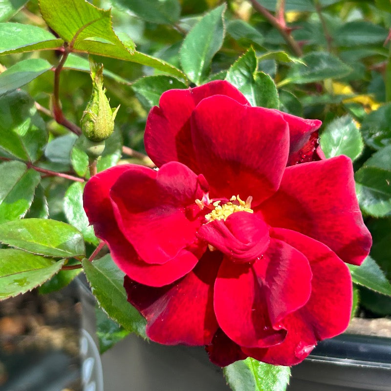 Rosa x 'Meitraligh' ~ Brick House Rose