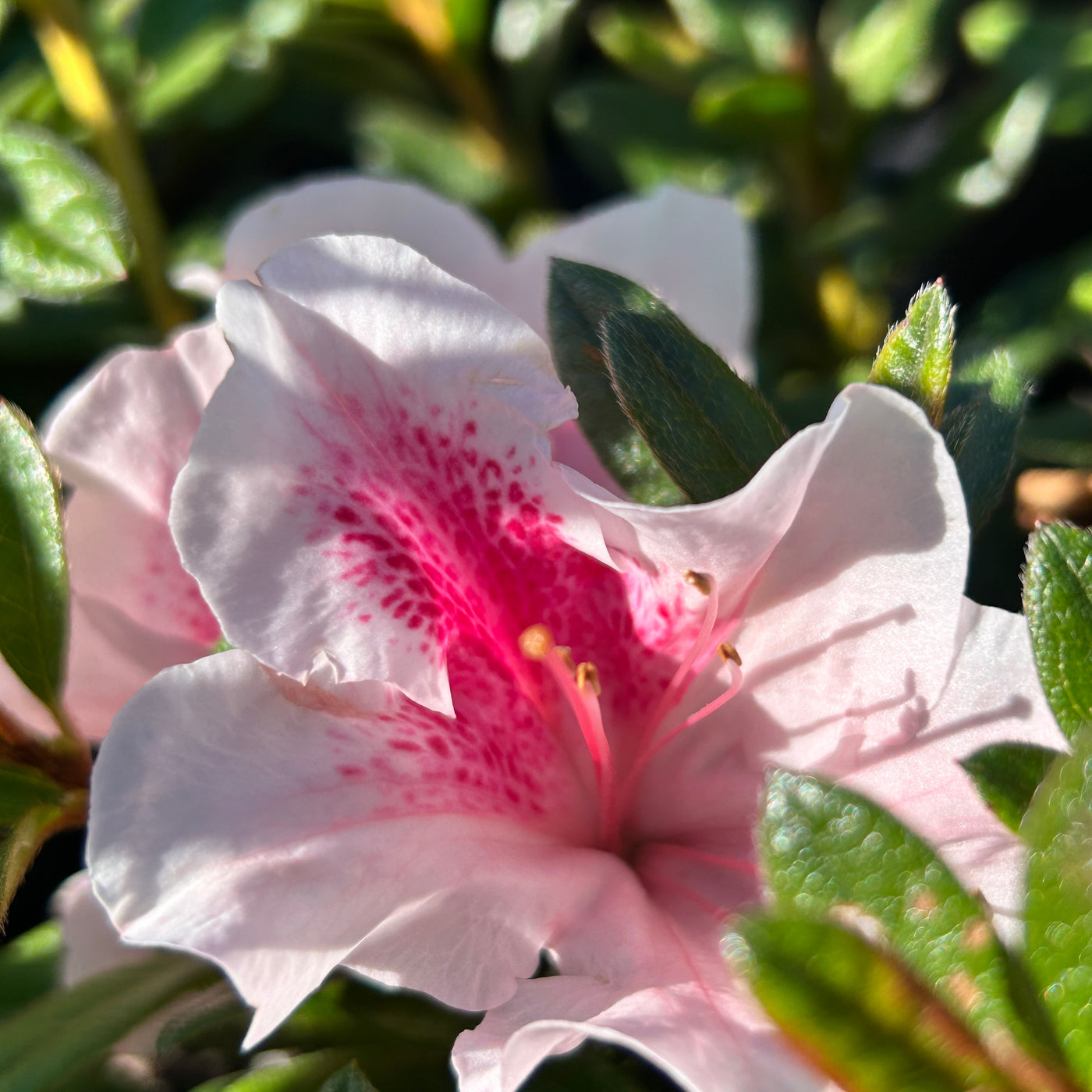 Rhododendron ‘Robled’ ~ Encore® Autumn Chiffon™ Azalea
