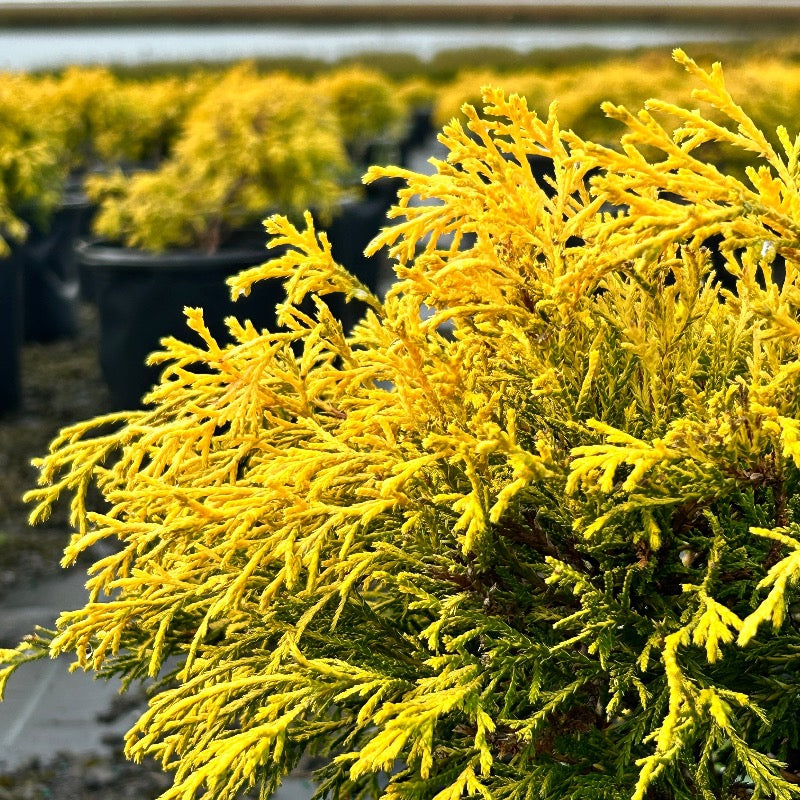 Chamaecyparis pisifera 'King's Gold' ~ King's Gold Falsecypress