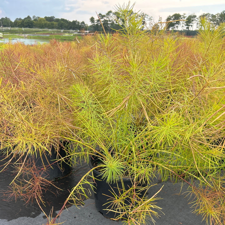 Amsonia hubrichtii (Threadleaf Blue Star)