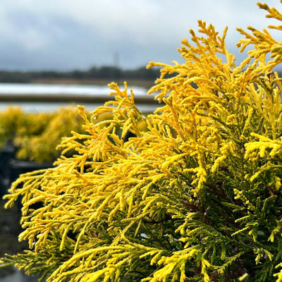 Chamaecyparis pisifera 'King's Gold' ~ King's Gold Falsecypress