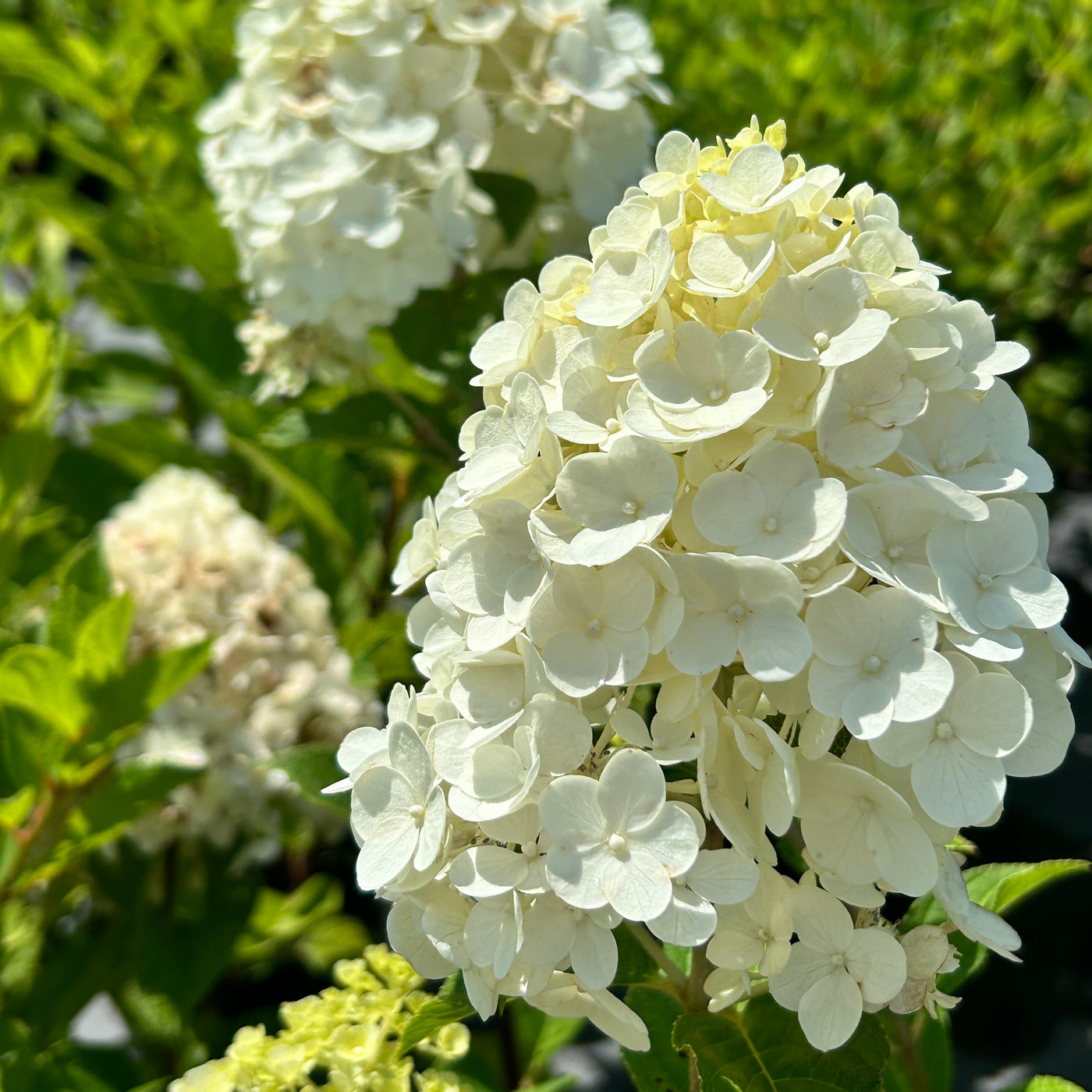 Hydrangea paniculata 'Tardiva' ~ Tardiva Hydrangea