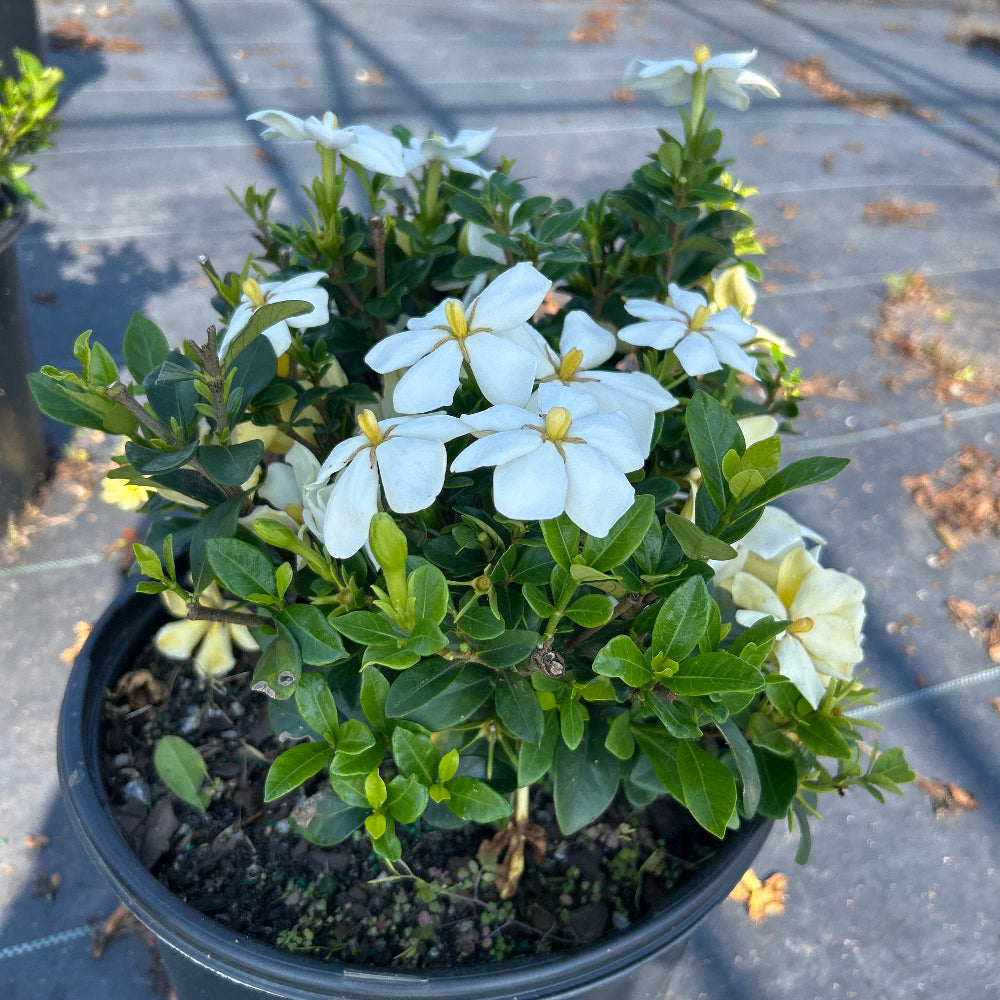 Kleim's Hardy Gardenia - Gardenia jasminoides 'Kleim's Hardy