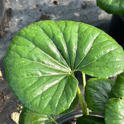 Farfugium Gigantea ~ Giant Leopard Plant