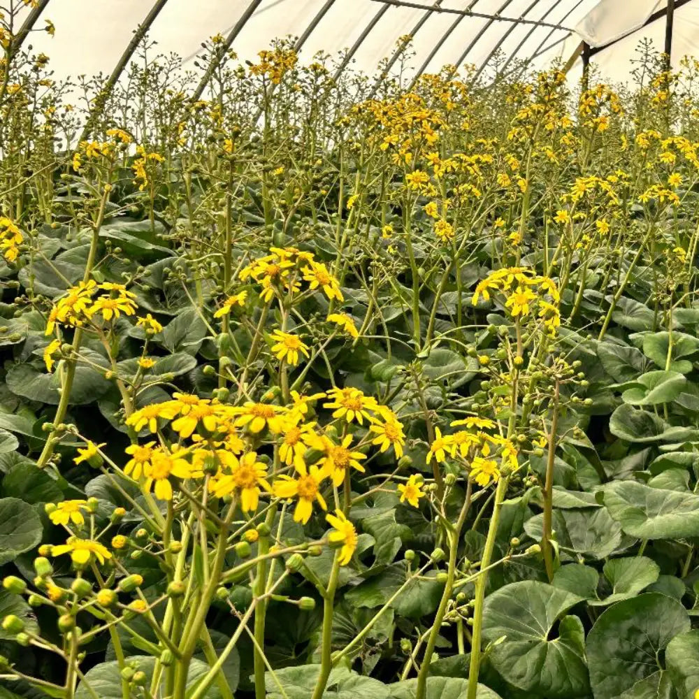 Farfugium Gigantea ~ Giant Leopard Plant