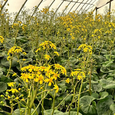 Farfugium Gigantea ~ Giant Leopard Plant