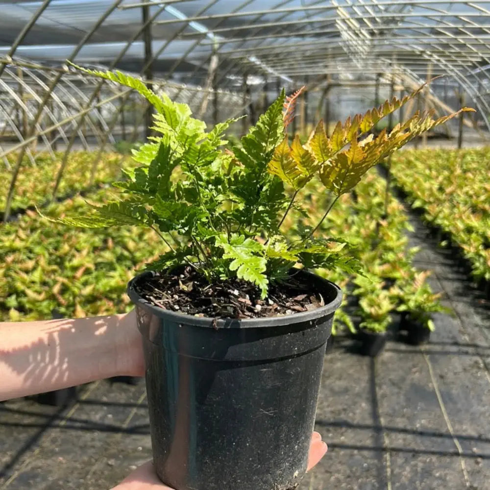 Fern-D. Brilliance Autumn