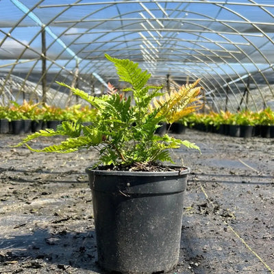 Fern-D. Brilliance Autumn