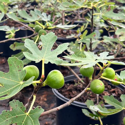 Ficus Brown Turkey