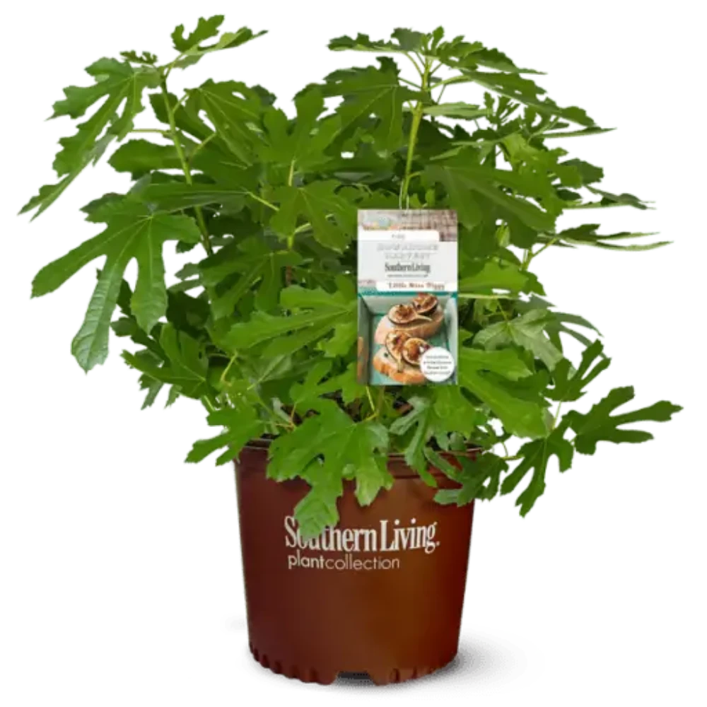 Ficus Little Miss Figgy ~ Dwarf Fig