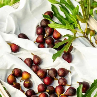 Ficus Little Miss Figgy ~ Dwarf Fig