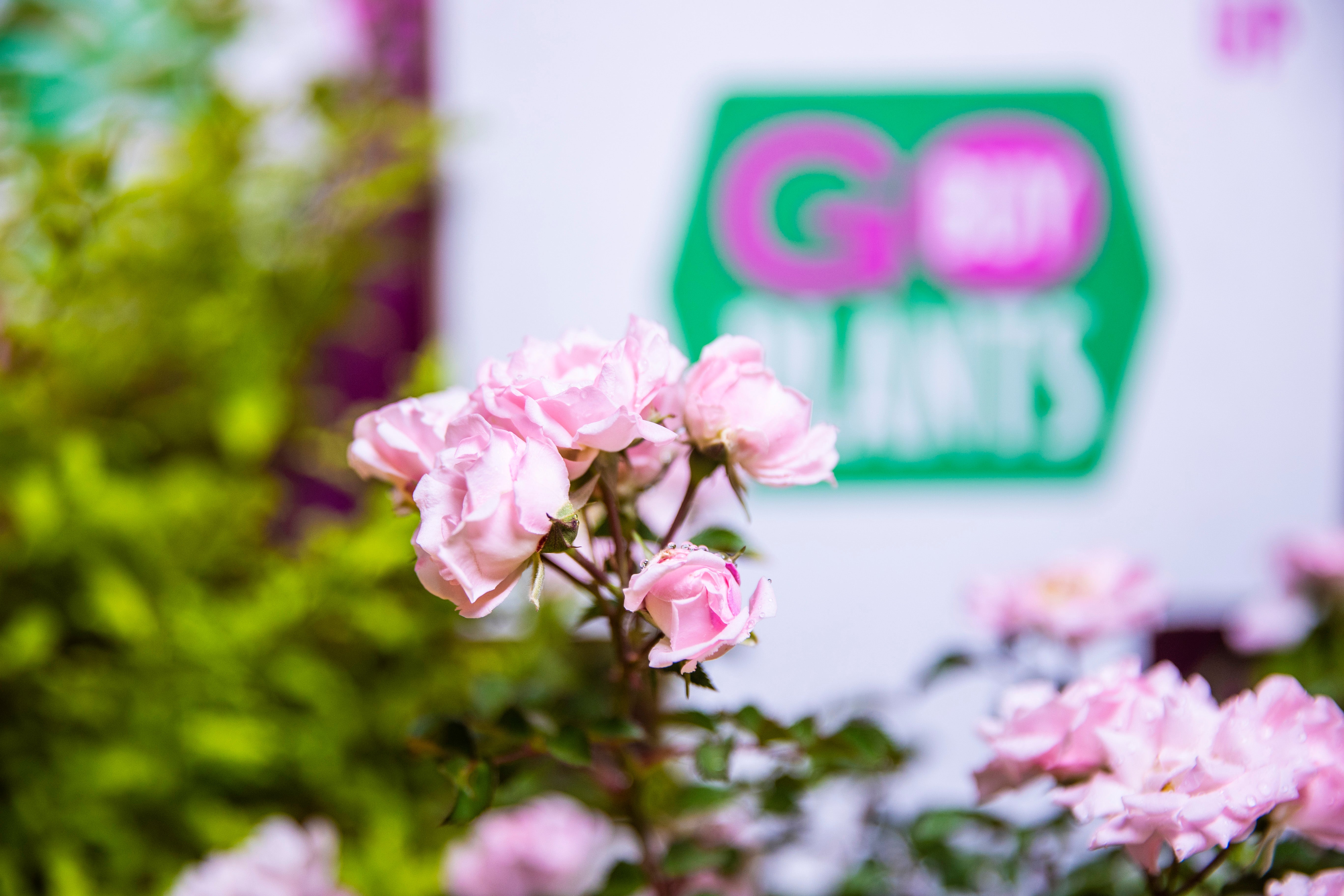 Hydrangeas | GoBuyPlants®