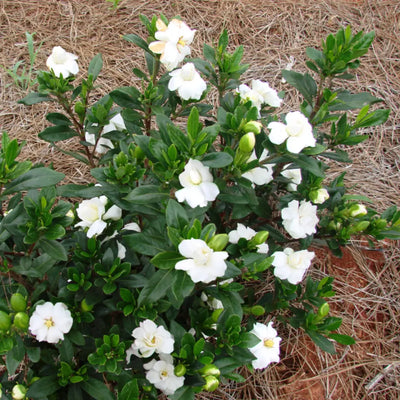 Gardenia Double Mint  ~ PP3507