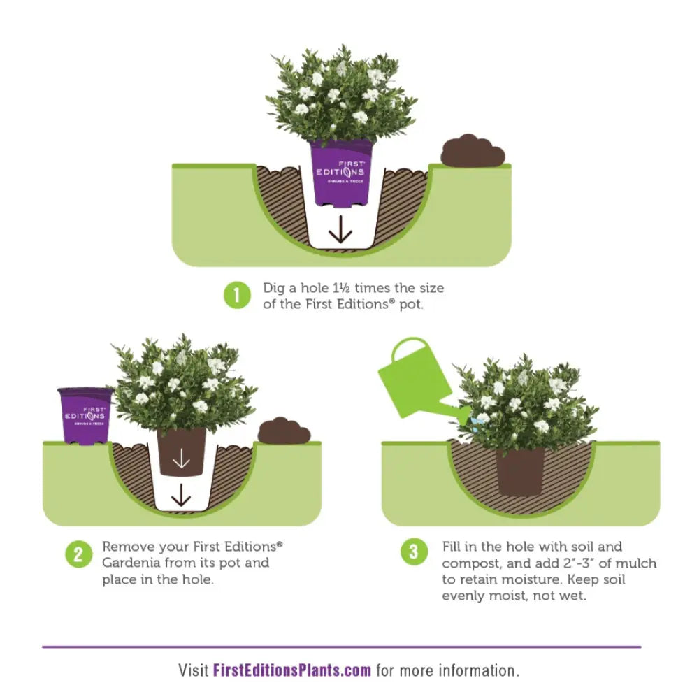 Gardenia Double Mint  ~ PP3507