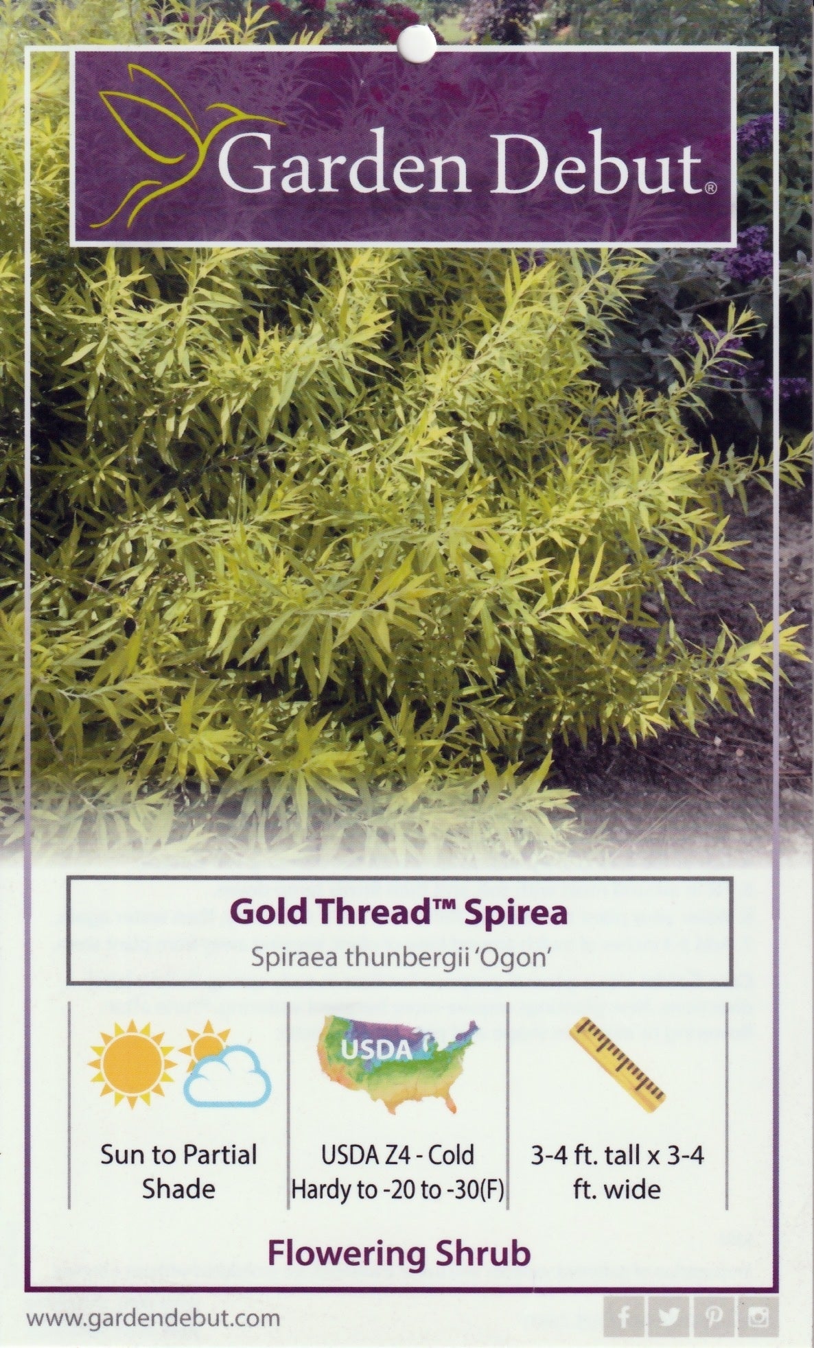 Spiraea thunbergii 'Ogon' ~ Gold Thread™ Spirea, Mellow Yellow Spiraea