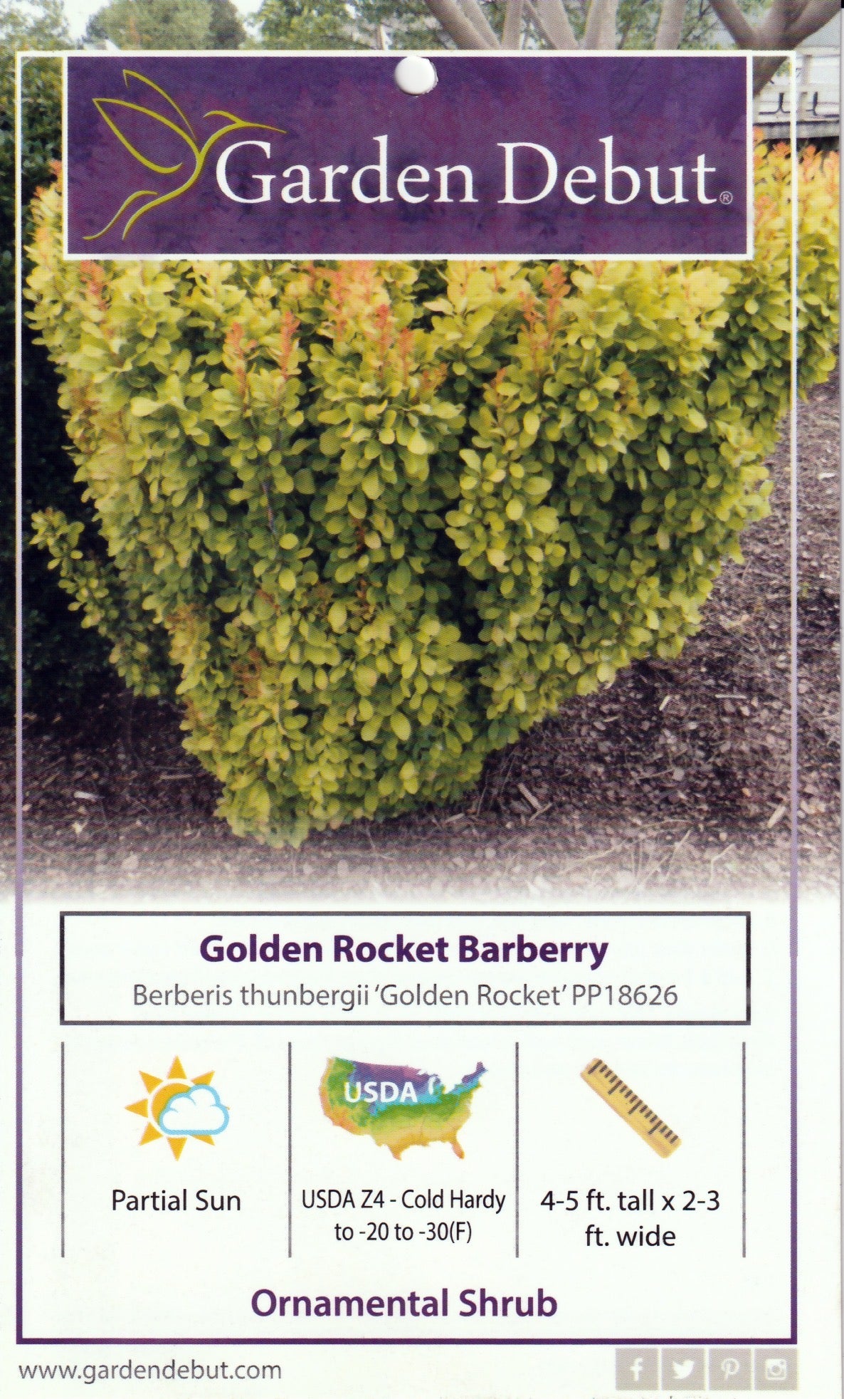 Berberis thunbergii 'Golden Rocket' ~ Golden Rocket Barberry