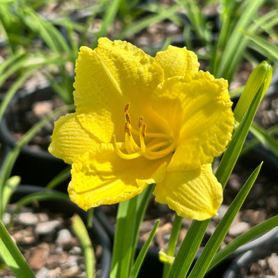Hemerocallis Happy Returns ~ Daylily