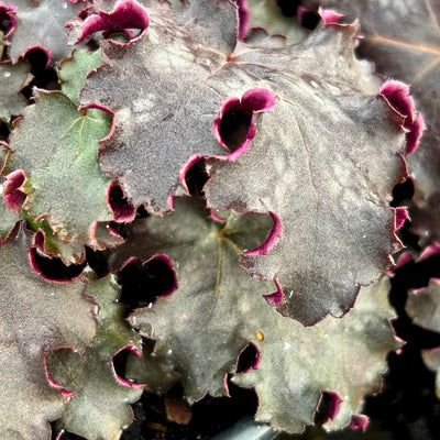 Heuchera Black Knight ~ Coral Bells