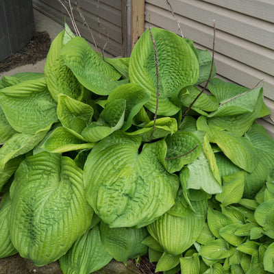 Hosta Sum and Substance