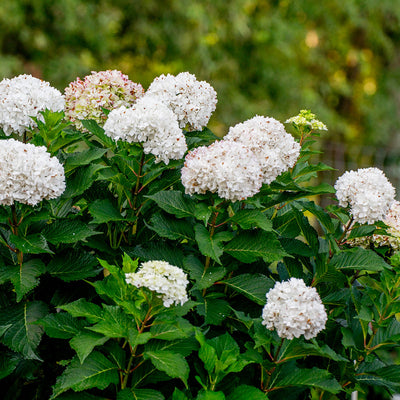 Hydrangea Endless Summer® DreamCloud® ~ macrophylla 'Bailmaceight' PP36,306