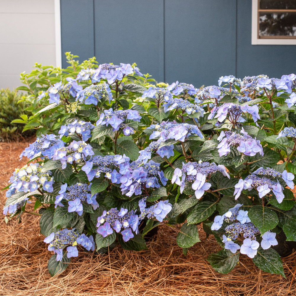Hydrangea Endless Summer® Pop Star® | GoBuyPlants