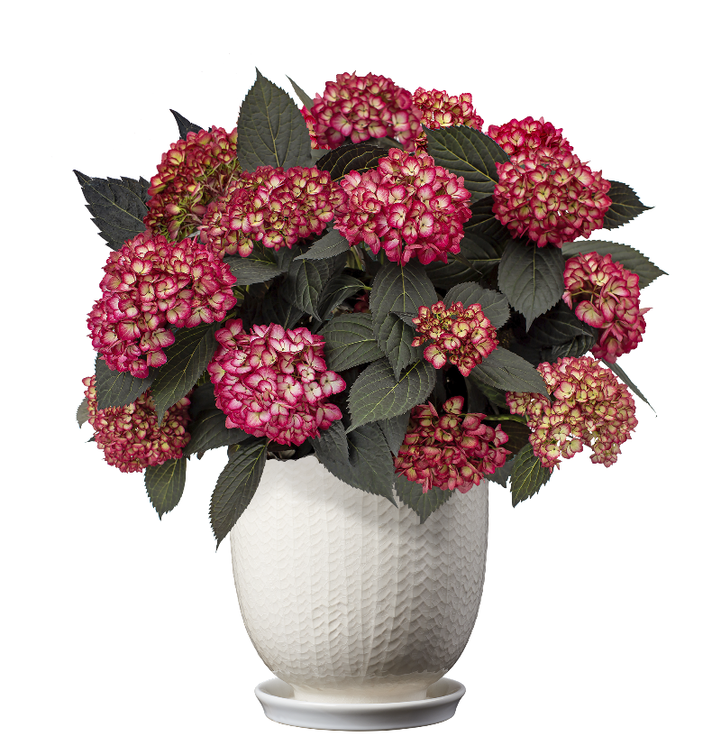 First Editions® Eclipse® Hydrangea