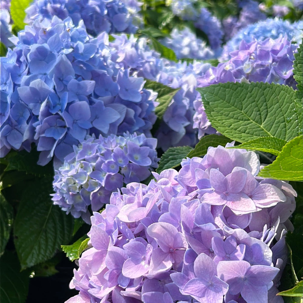Hydrangea m. Azure Sky