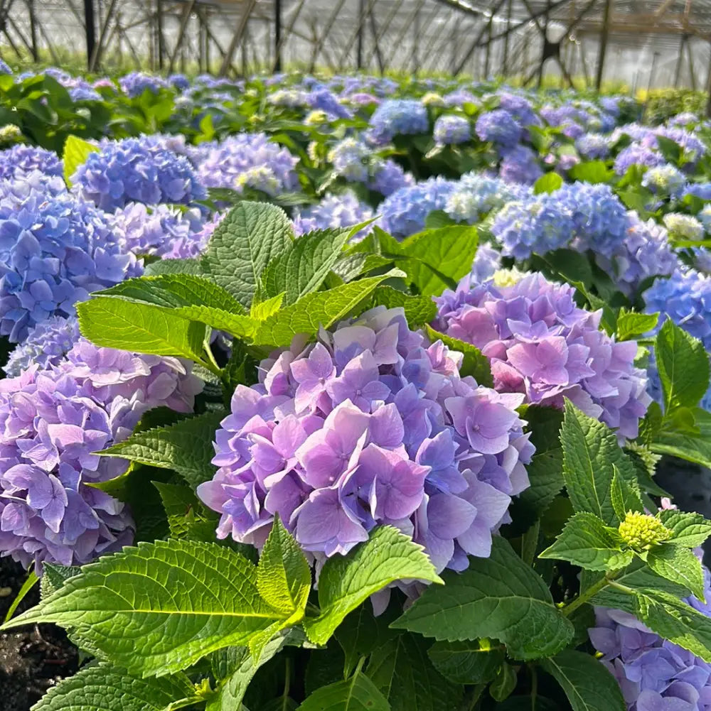 Hydrangea m. Azure Sky