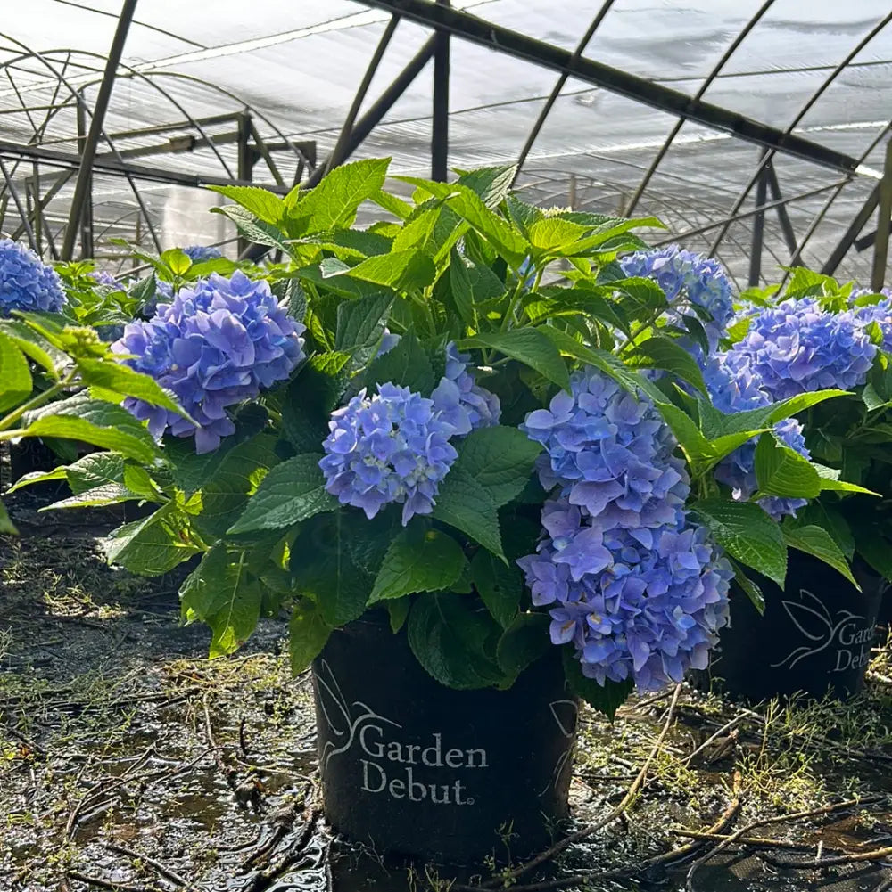 Azure Skies™ Hydrangea - Hydrangea macrophylla 'COF HM1 – GoBuyPlants