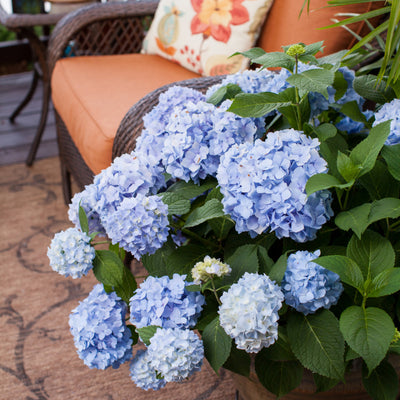 Hydrangea m. Endless Summer® - GoBuyPlants