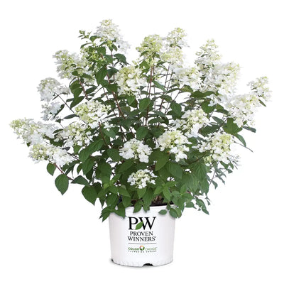 Hydrangea p. Fire Light® - GoBuyPlants